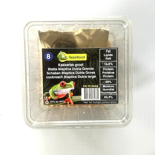 Cockroach BD adult in box