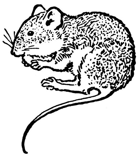 Diepvries muis baby 3-4 gram per 25 st.
