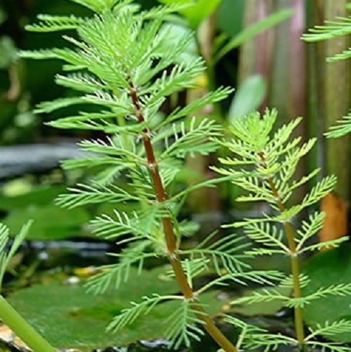 Myriophyllum brasilliensis in pot
