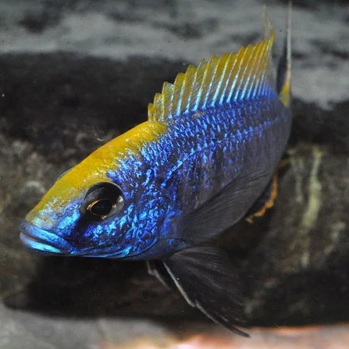 Otopharynx lithobates sulphur head S