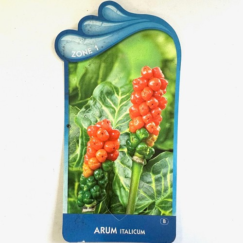 Arum italicum - Italiaanse aronskelk