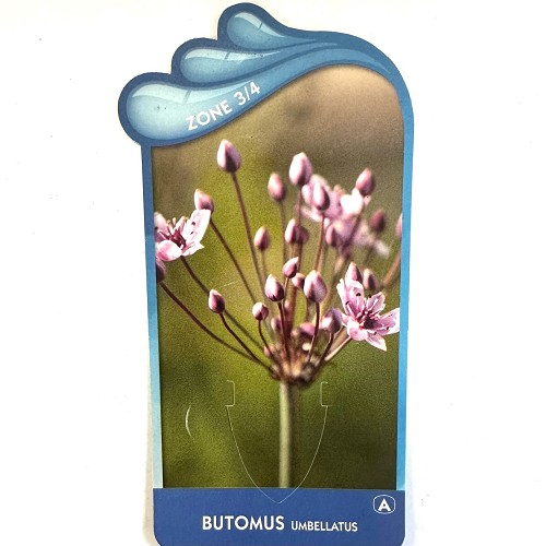 Butomus umbellatus- Zwanenbloem