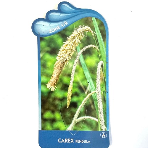 Carex pendula-Hangende zegge