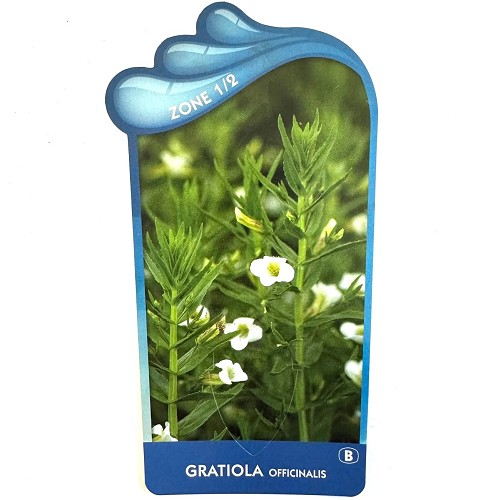 Gratiola officinalis - Genadekruid