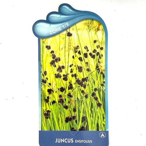Juncus ensifolius - Zwaardrus