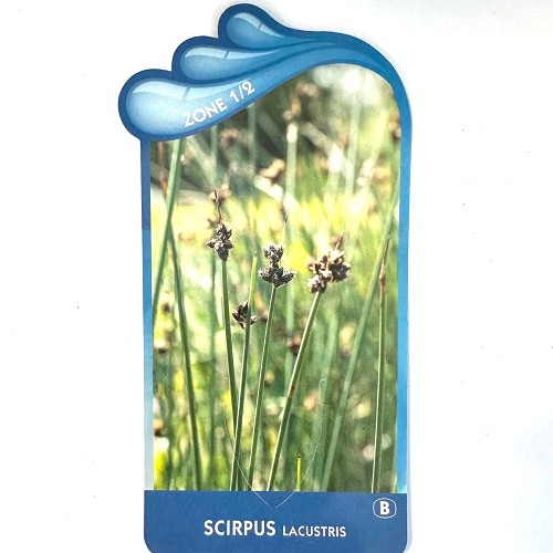 Scirpus lacustris - Naaldgras