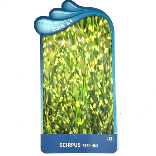 Scirpus zebrinus-Bonte mattenbies