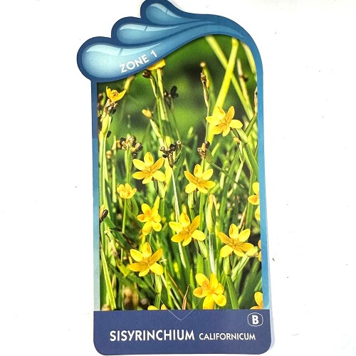 Sisyrinchium californicum - Geelogengras
