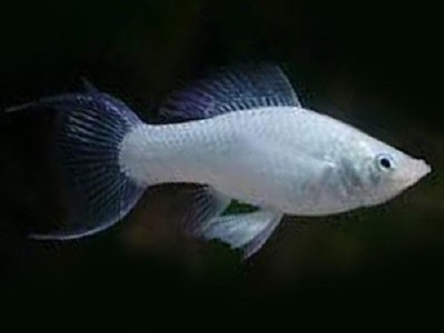 Poeciliidae sphenops - Golddust molly M