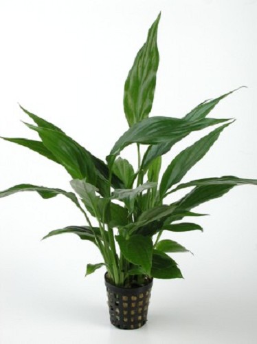 Spathiphyllum moederplant