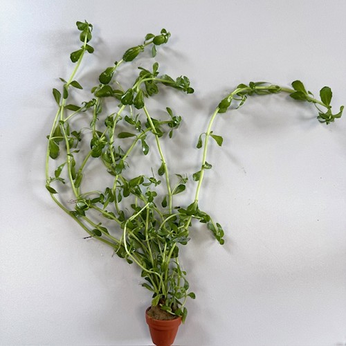 Bacopa crenata - Dentated Water Hyssop in terra cotta pot