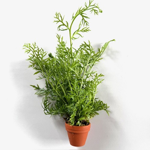 Certatopteris siliquosa in terra cotta pot