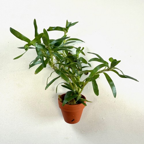 Heteranthera zosteraefolia - Star Grass in terra cotta pot