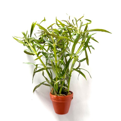 Eustralis stellata large leaves in terra cotta pot