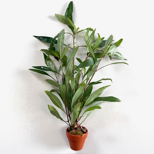 Hygrophila salicifolia - Willow leafed Hygrophila in terra cotta pot