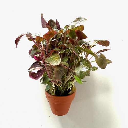 Lobelia cardinalis in terra cotta pot