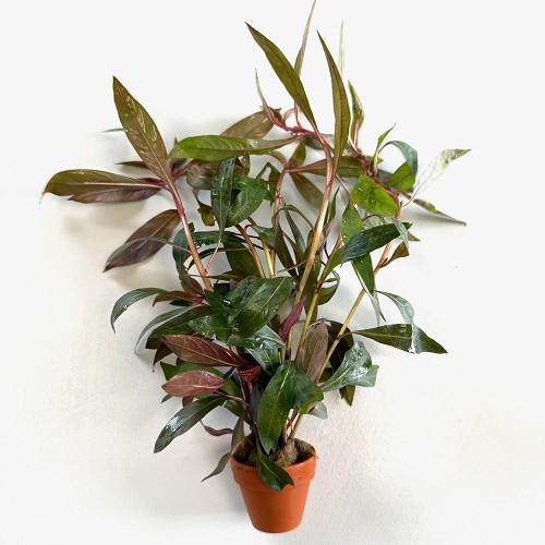 Ludwigia perennis in terra cotta  pot