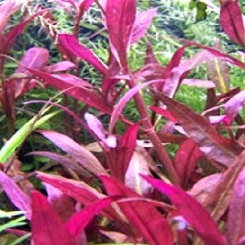 Alternanthera sessiles bunch