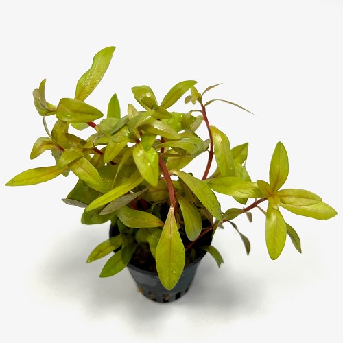 Ammania pedicellata gold  in pot