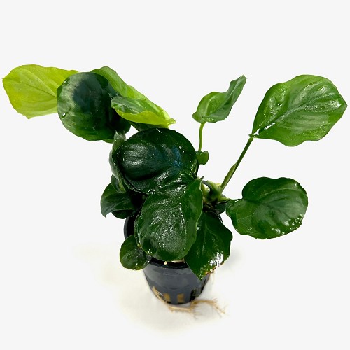 Anubias barteri coin leaf - Broad Leaf African Spearhead in pot