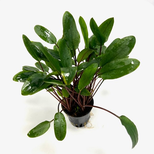 Cryptocoryne beckettii viridifolia in pot