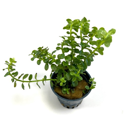 Rotala sp. green