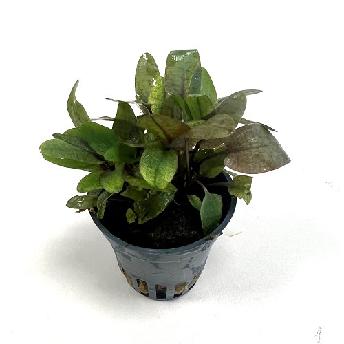 Cryptocoryne wendtii Tropica sp. Flamingo  in pot
