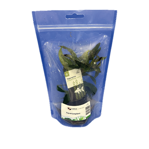 Hygrophila angustifolia rubra in bag