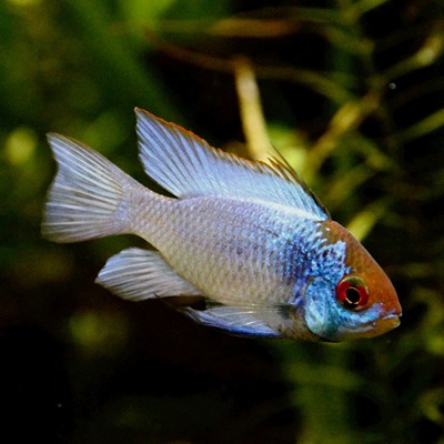 Apistogramma