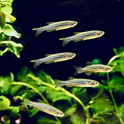 Danio