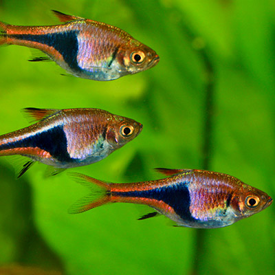 Rasbora